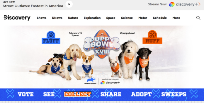 Puppy Bowl Partners With Chronicle For Exclusive NFT Collection